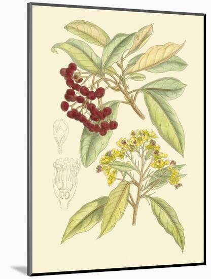 Berries & Blossoms I-Curtis-Mounted Art Print