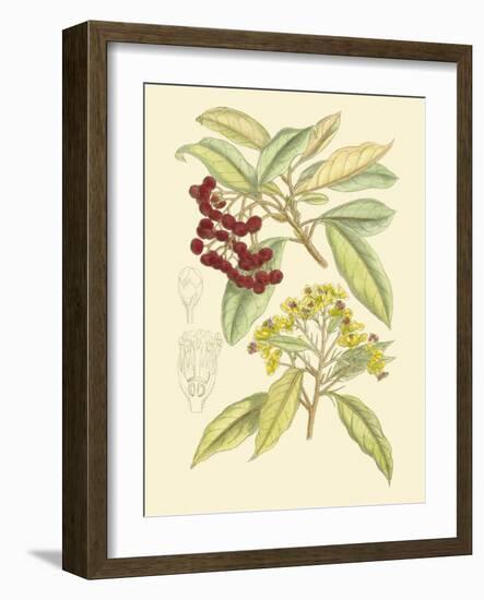 Berries & Blossoms I-Curtis-Framed Art Print