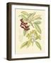 Berries & Blossoms I-Curtis-Framed Art Print