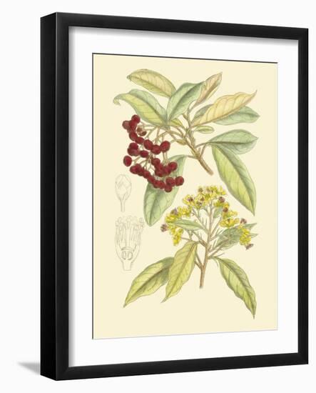 Berries & Blossoms I-Curtis-Framed Art Print