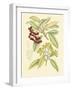 Berries & Blossoms I-Curtis-Framed Art Print