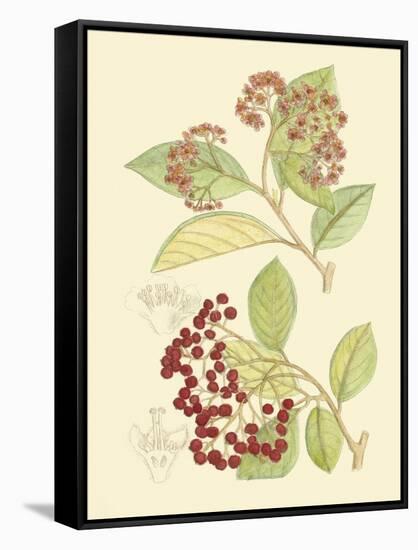 Berries & Blossoms II-Curtis-Framed Stretched Canvas