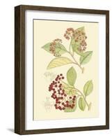 Berries & Blossoms II-Curtis-Framed Art Print