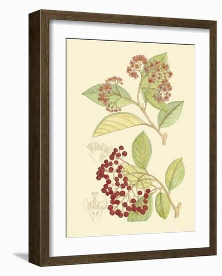 Berries & Blossoms II-Curtis-Framed Art Print