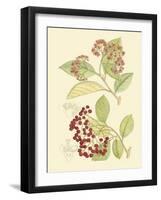 Berries & Blossoms II-Curtis-Framed Art Print