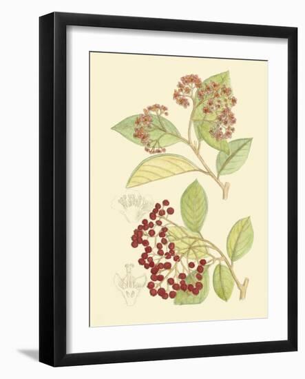 Berries & Blossoms II-Curtis-Framed Art Print