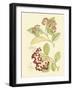 Berries & Blossoms II-Curtis-Framed Art Print