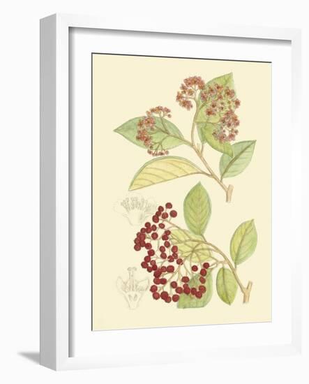 Berries & Blossoms II-Curtis-Framed Art Print