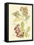 Berries & Blossoms II-Curtis-Framed Stretched Canvas