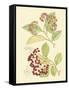 Berries & Blossoms II-Curtis-Framed Stretched Canvas