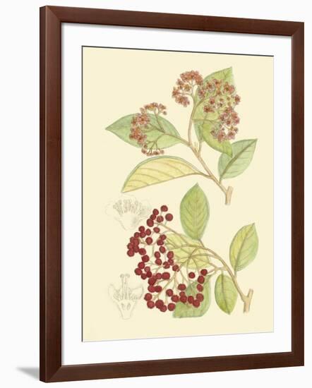 Berries & Blossoms II-Curtis-Framed Art Print