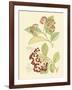 Berries & Blossoms II-Curtis-Framed Art Print