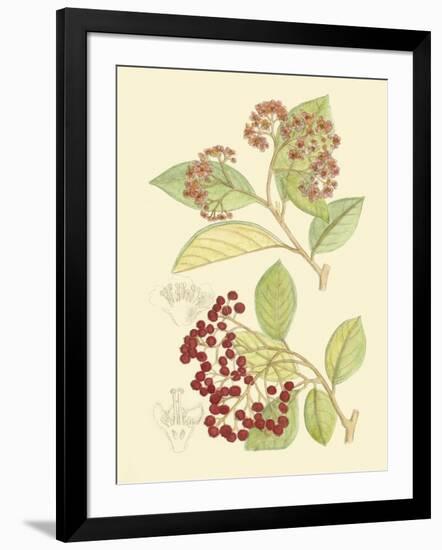 Berries & Blossoms II-Curtis-Framed Art Print