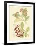 Berries & Blossoms II-Curtis-Framed Art Print