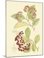 Berries & Blossoms II-Curtis-Mounted Art Print