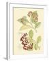 Berries & Blossoms II-Curtis-Framed Art Print