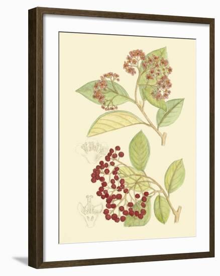 Berries & Blossoms II-Curtis-Framed Art Print