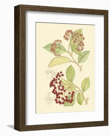 Berries & Blossoms II-Curtis-Framed Art Print