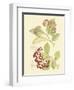 Berries & Blossoms II-Curtis-Framed Art Print