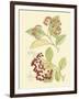 Berries & Blossoms II-Curtis-Framed Art Print