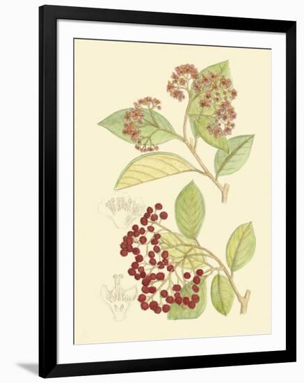 Berries & Blossoms II-Curtis-Framed Art Print