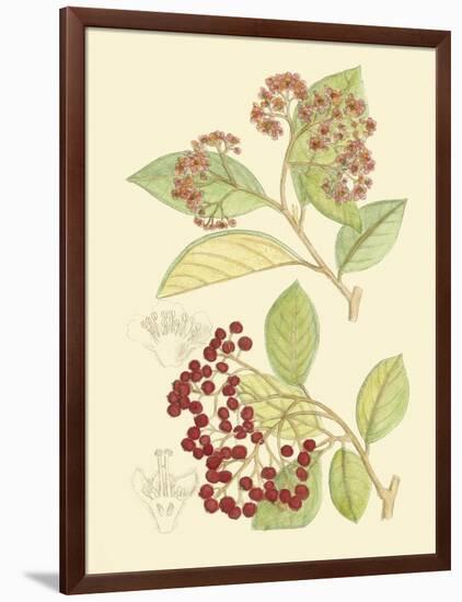 Berries & Blossoms II-Curtis-Framed Art Print