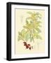 Berries & Blossoms IV-Curtis-Framed Art Print