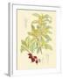 Berries & Blossoms IV-Curtis-Framed Art Print