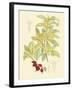 Berries & Blossoms IV-Curtis-Framed Art Print