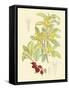 Berries & Blossoms IV-Curtis-Framed Stretched Canvas