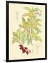 Berries & Blossoms IV-Curtis-Framed Art Print