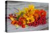 Berries, Blossoms, Nasturtium, Red, Yellow-Andrea Haase-Stretched Canvas