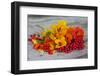 Berries, Blossoms, Nasturtium, Red, Yellow-Andrea Haase-Framed Photographic Print