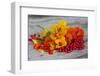 Berries, Blossoms, Nasturtium, Red, Yellow-Andrea Haase-Framed Photographic Print