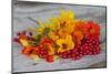 Berries, Blossoms, Nasturtium, Red, Yellow-Andrea Haase-Mounted Photographic Print