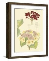 Berries & Blossoms V-Curtis-Framed Art Print