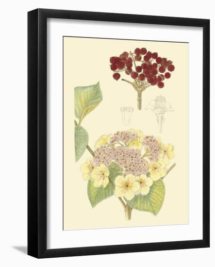 Berries & Blossoms V-Curtis-Framed Art Print