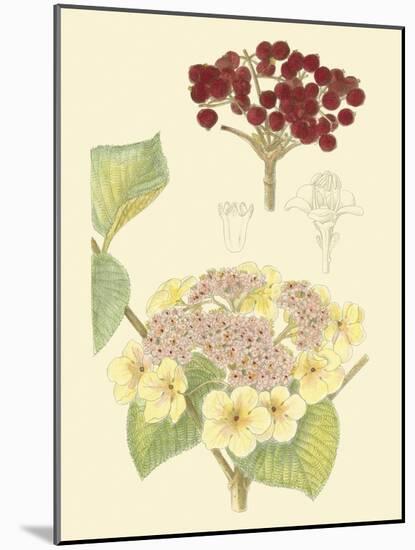 Berries & Blossoms V-Curtis-Mounted Art Print