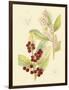 Berries & Blossoms VI-Curtis-Framed Art Print