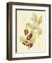 Berries & Blossoms VI-Curtis-Framed Art Print