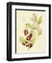 Berries & Blossoms VI-Curtis-Framed Art Print