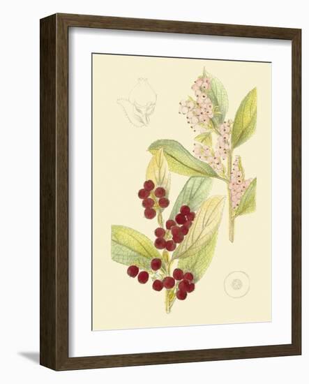 Berries & Blossoms VI-Curtis-Framed Art Print