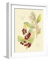 Berries & Blossoms VI-Curtis-Framed Art Print