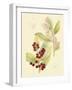 Berries & Blossoms VI-Curtis-Framed Art Print