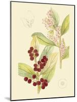 Berries & Blossoms VI-Curtis-Mounted Art Print