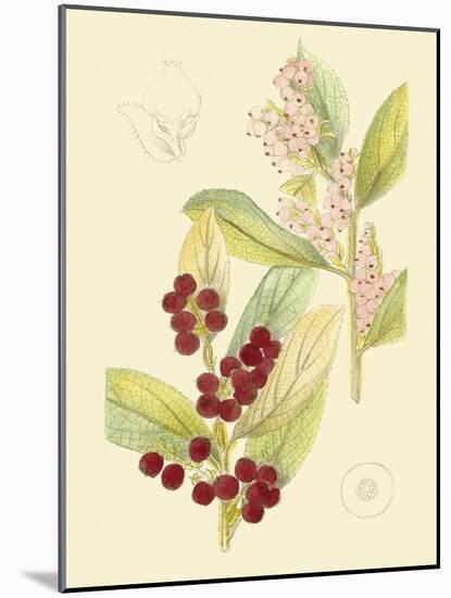 Berries & Blossoms VI-Curtis-Mounted Art Print