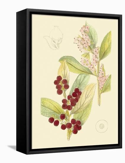 Berries & Blossoms VI-Curtis-Framed Stretched Canvas