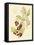 Berries & Blossoms VI-Curtis-Framed Stretched Canvas