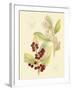 Berries & Blossoms VI-Curtis-Framed Art Print