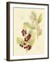 Berries & Blossoms VI-Curtis-Framed Art Print